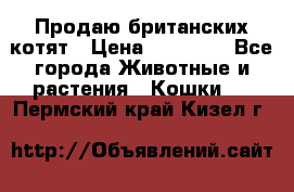 Продаю британских котят › Цена ­ 30 000 - Все города Животные и растения » Кошки   . Пермский край,Кизел г.